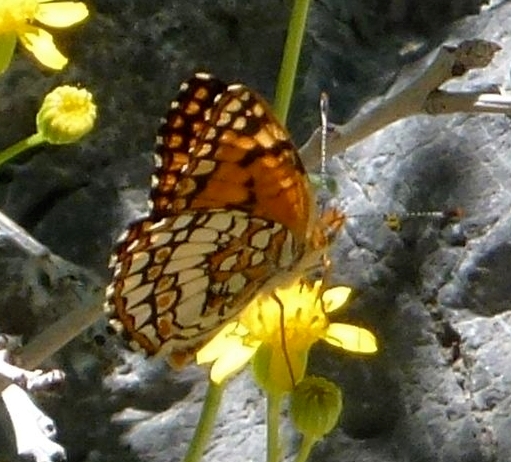 P1000476